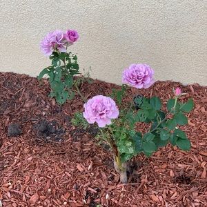 Meet your Posher, Mayra